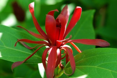 Calycanthus floridus - sazaník květnatý - květ